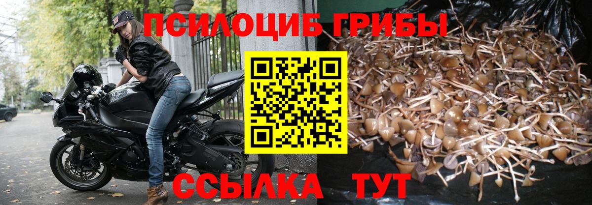 Псилоцибиновые грибы прущие грибы  Вход с VPN  Старый Оскол  Псилоцибиновые грибы GOLDEN TEACHER 